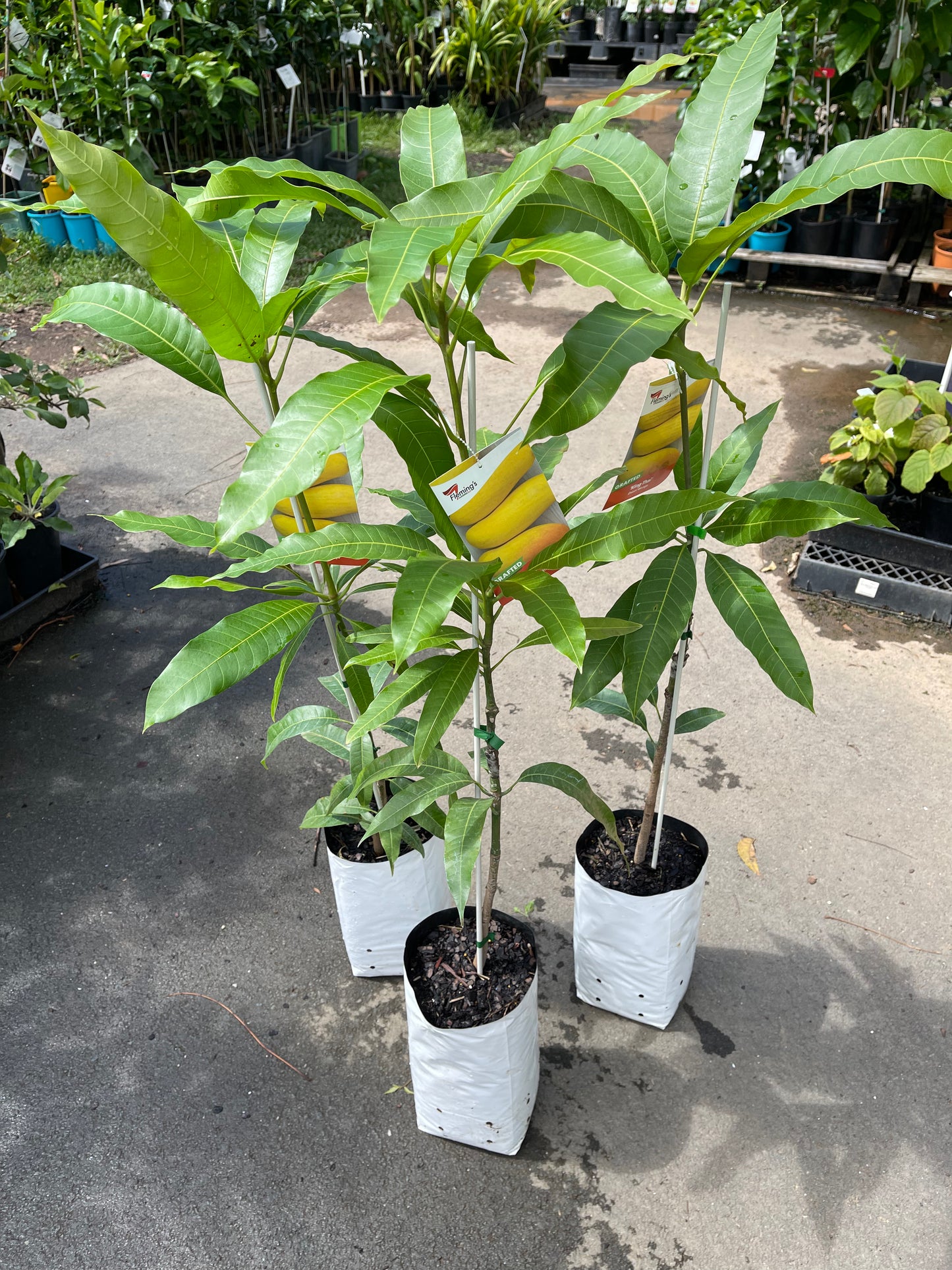 Mango Dwarf - King Thai  5l