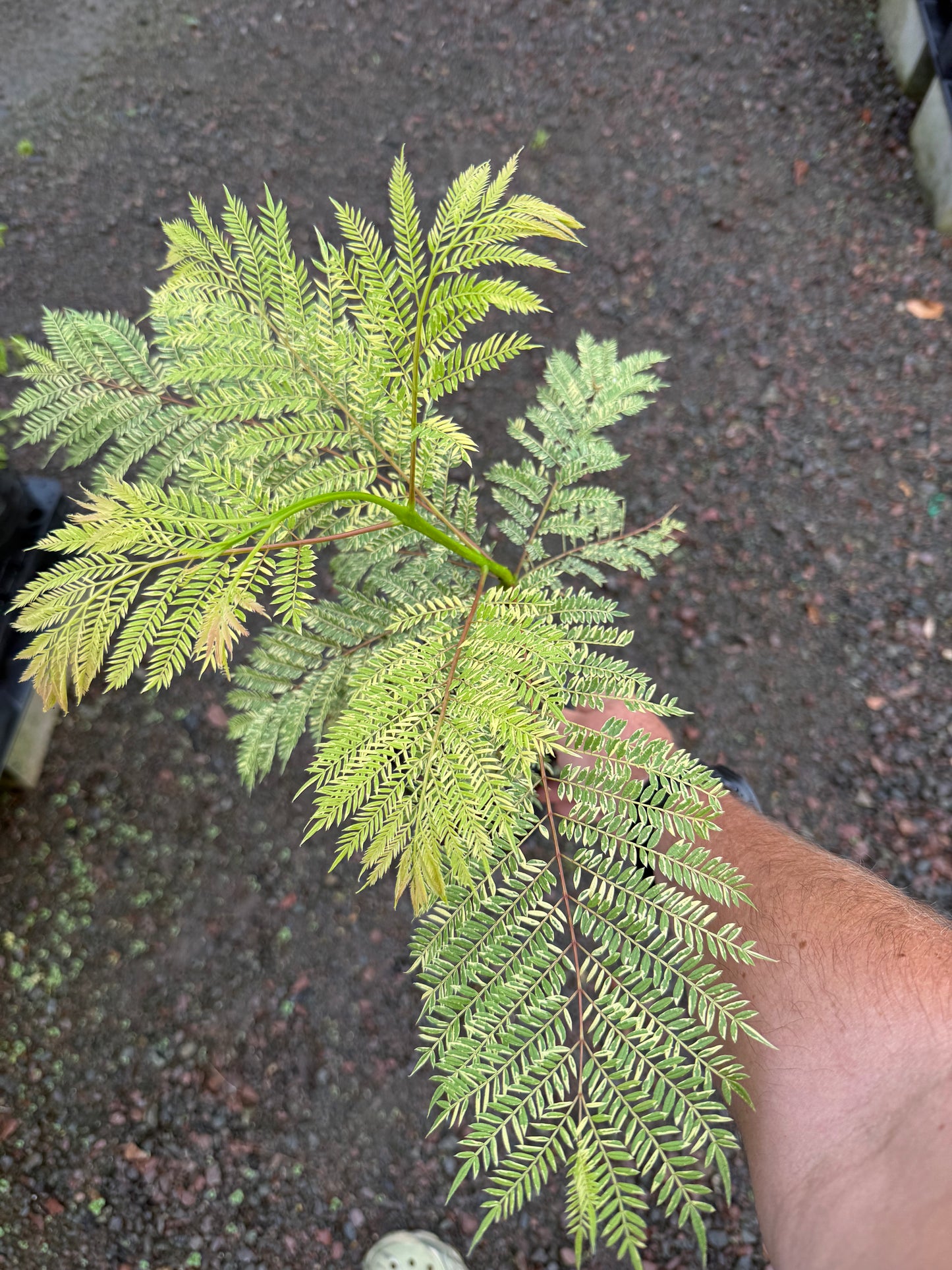 Jacaranda Grafted - Variegated