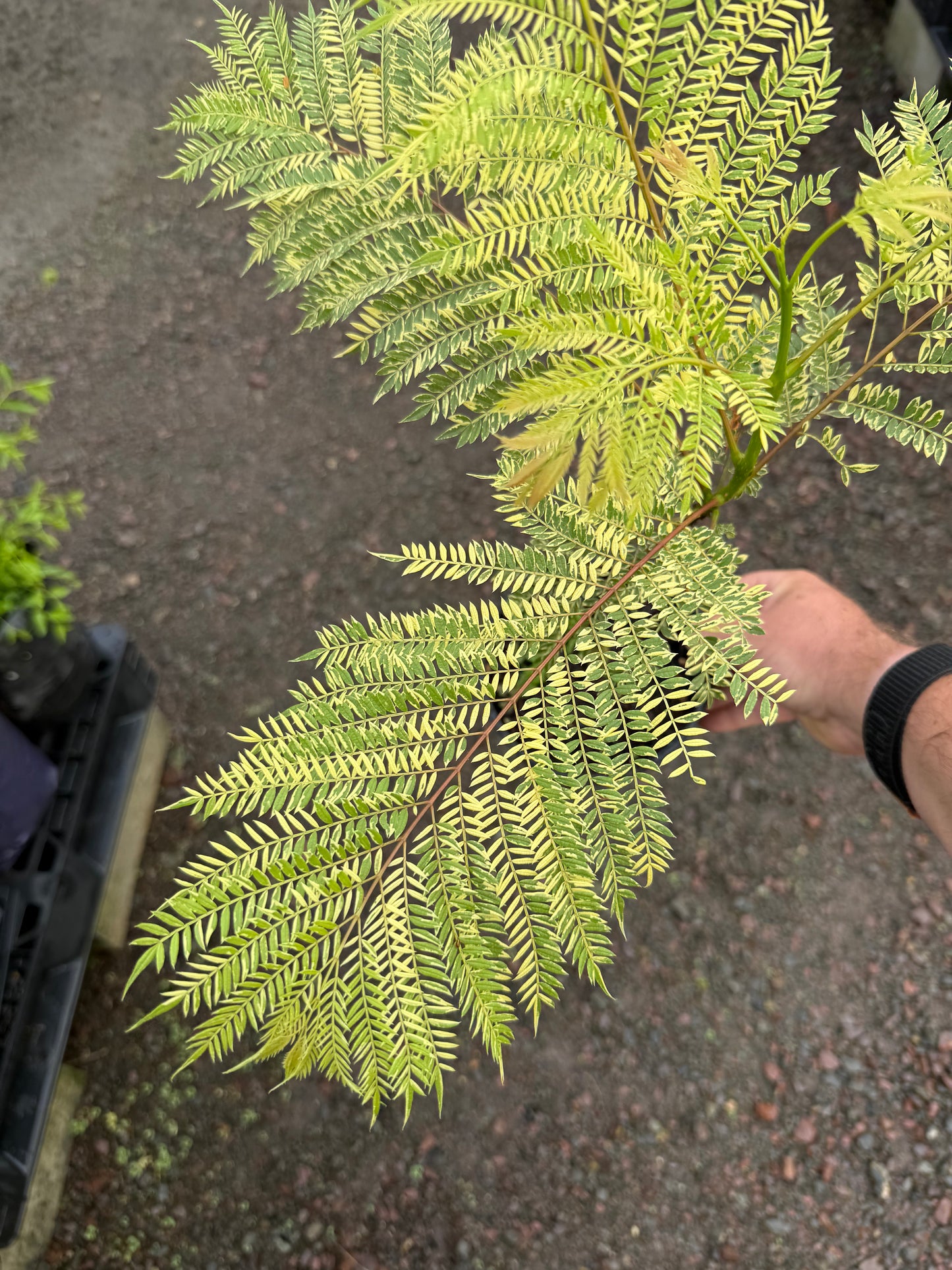 Jacaranda Grafted - Variegated