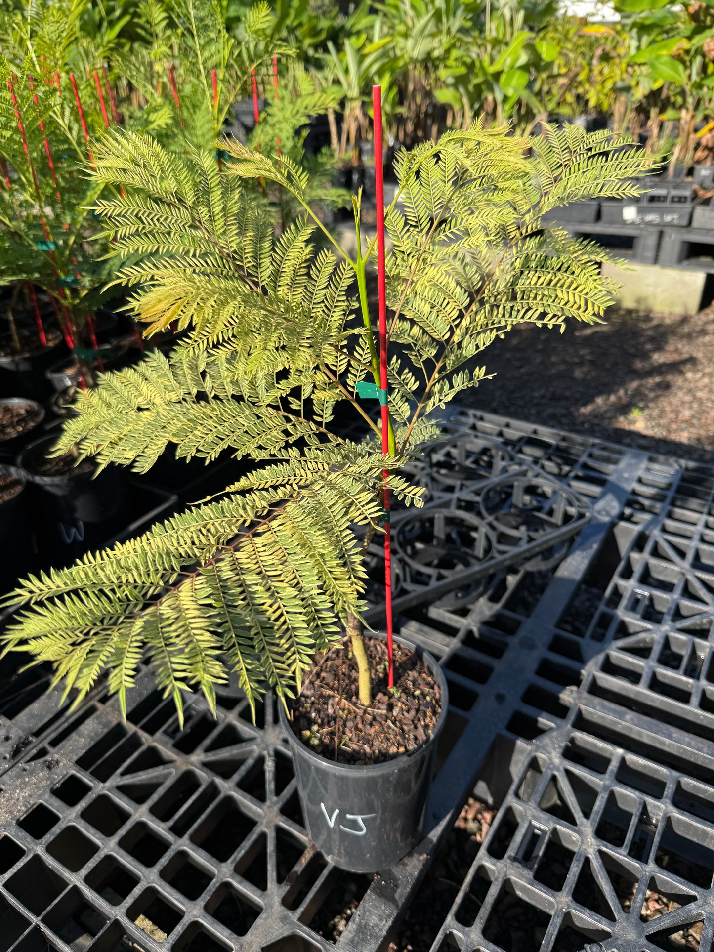 Jacaranda Grafted - Variegated