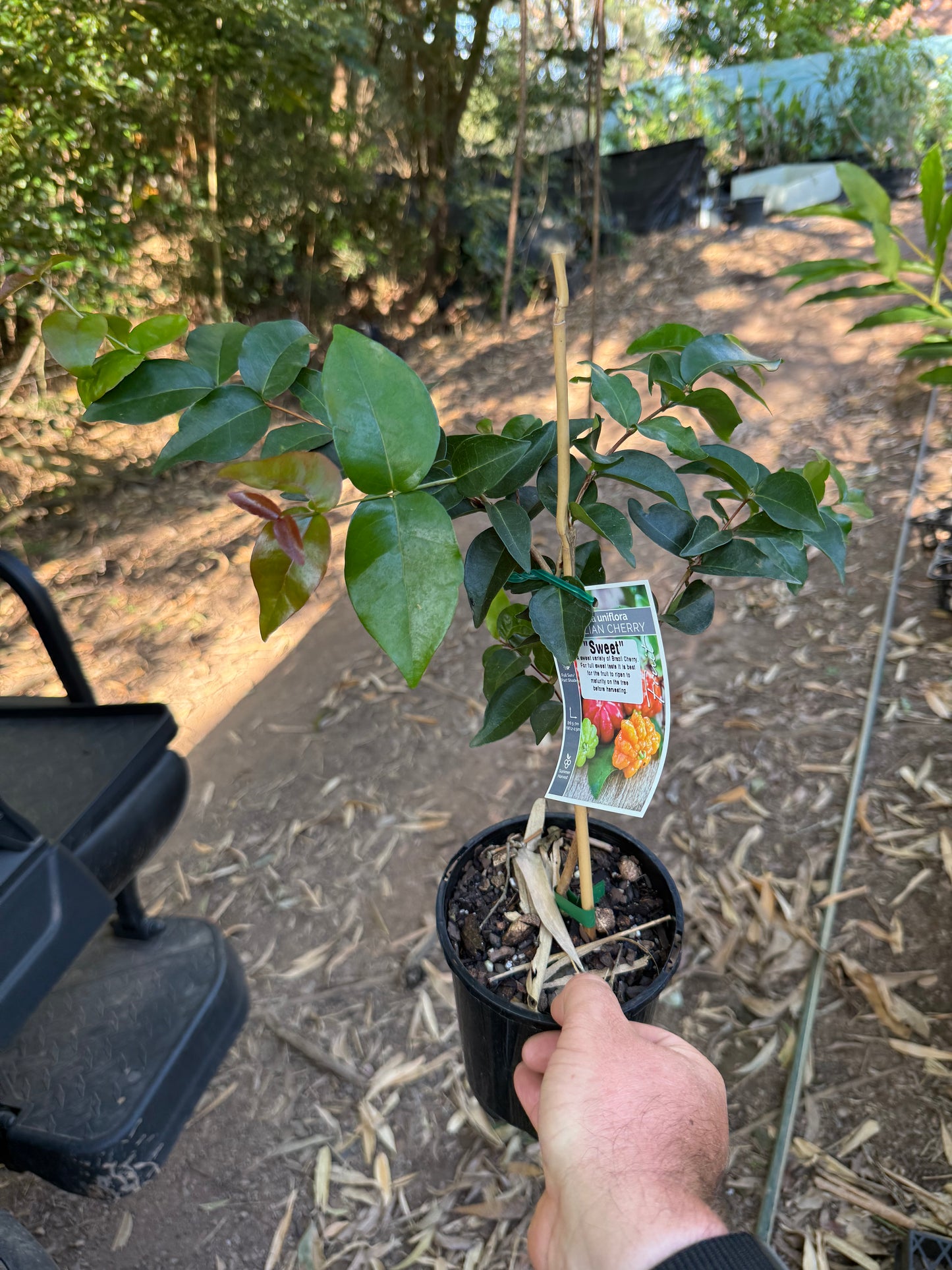 Brazilian Cherry - Sweet red