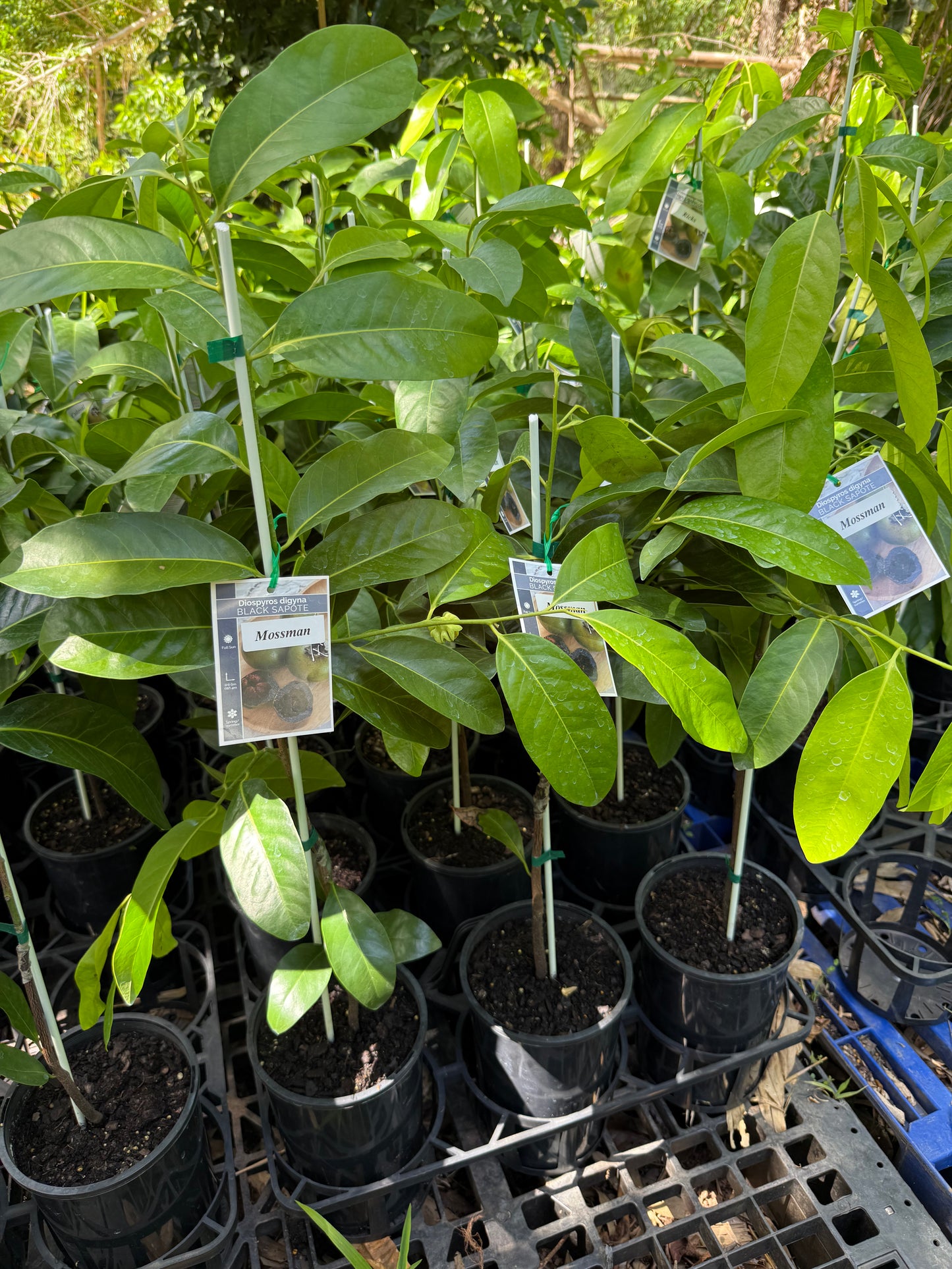 Black Sapote Maher 5l