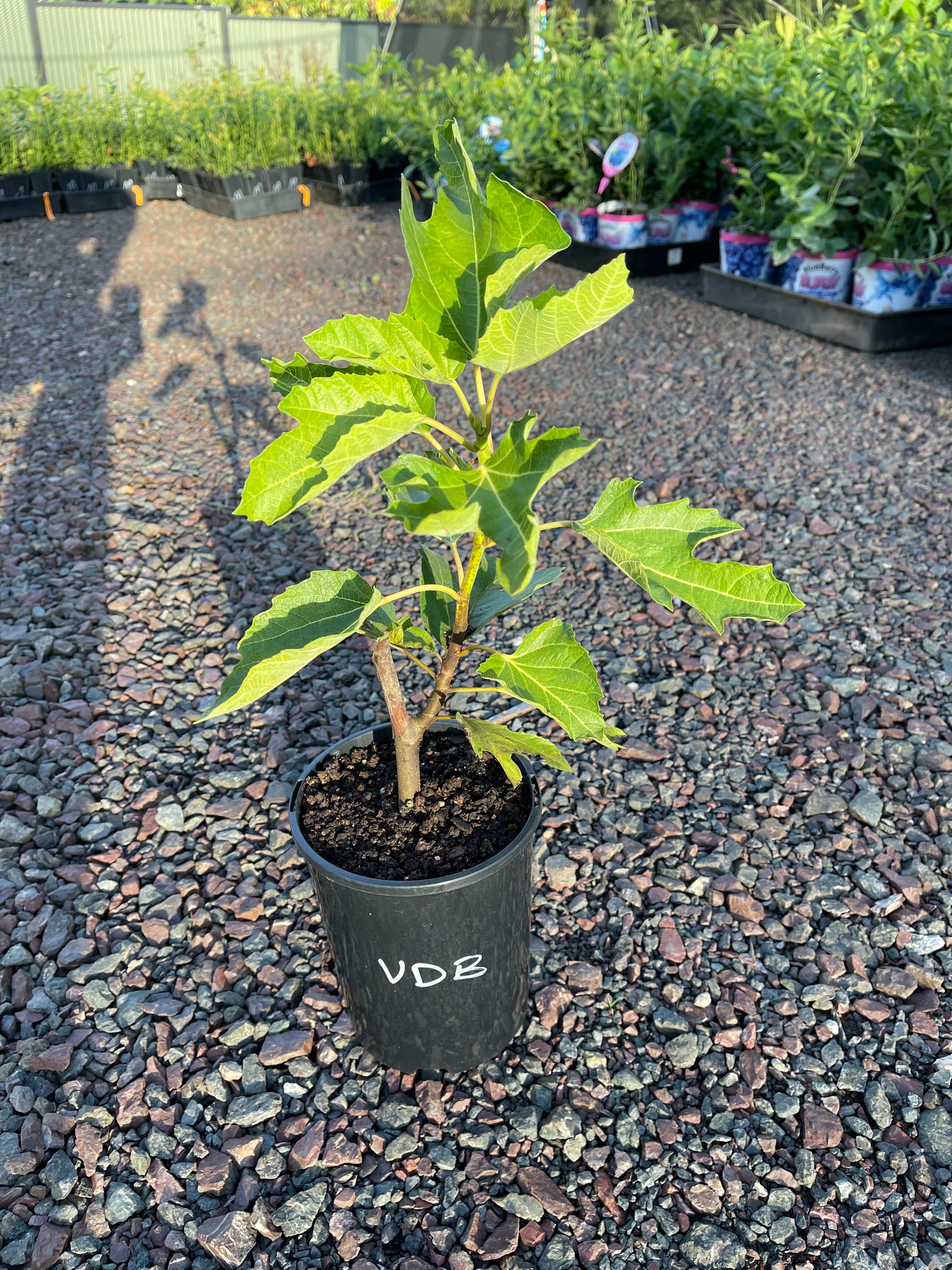 Buy Fig tree - Picone Black – Ross Creek Tropicals