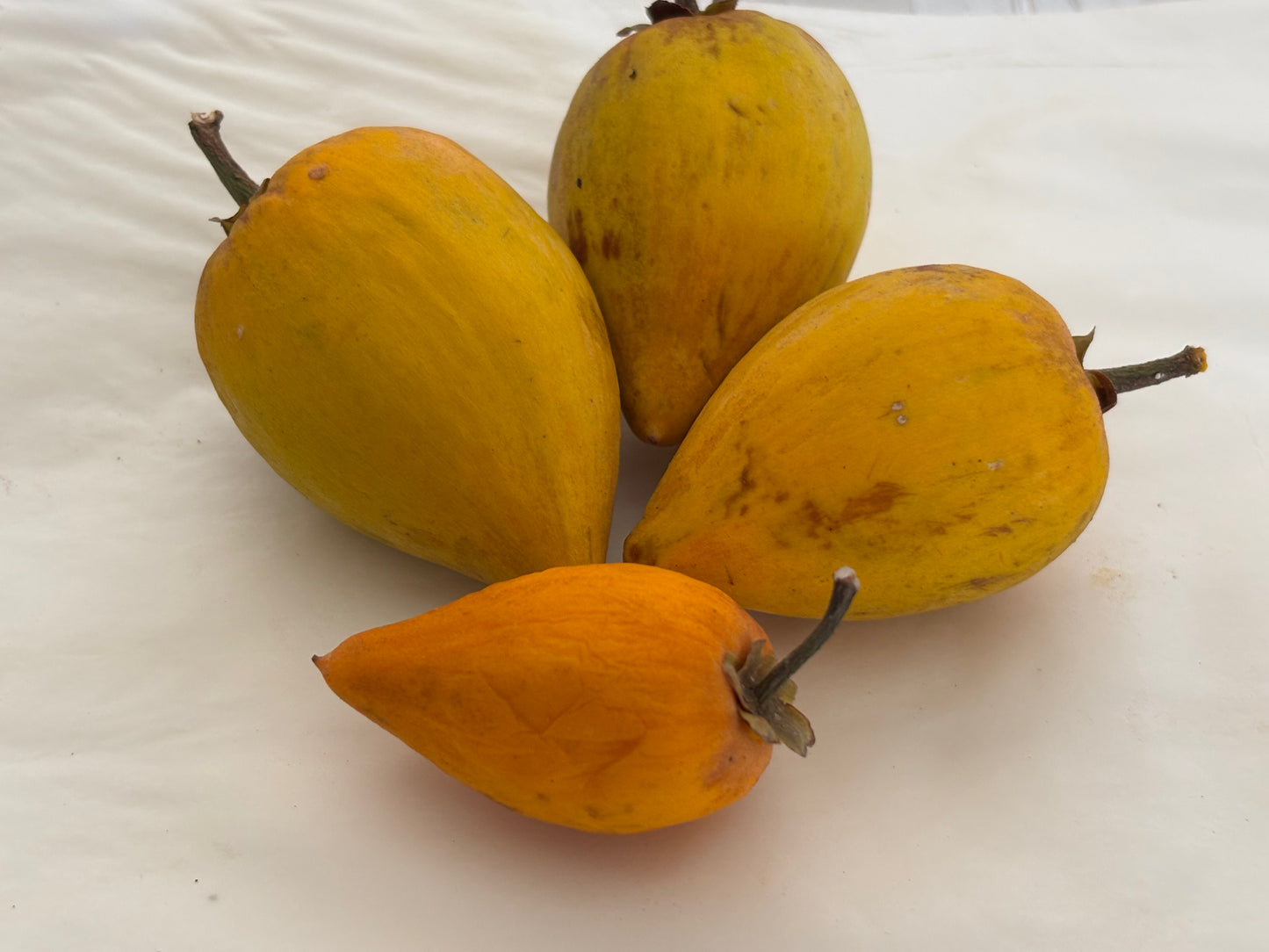 Ross sapote - Canistel