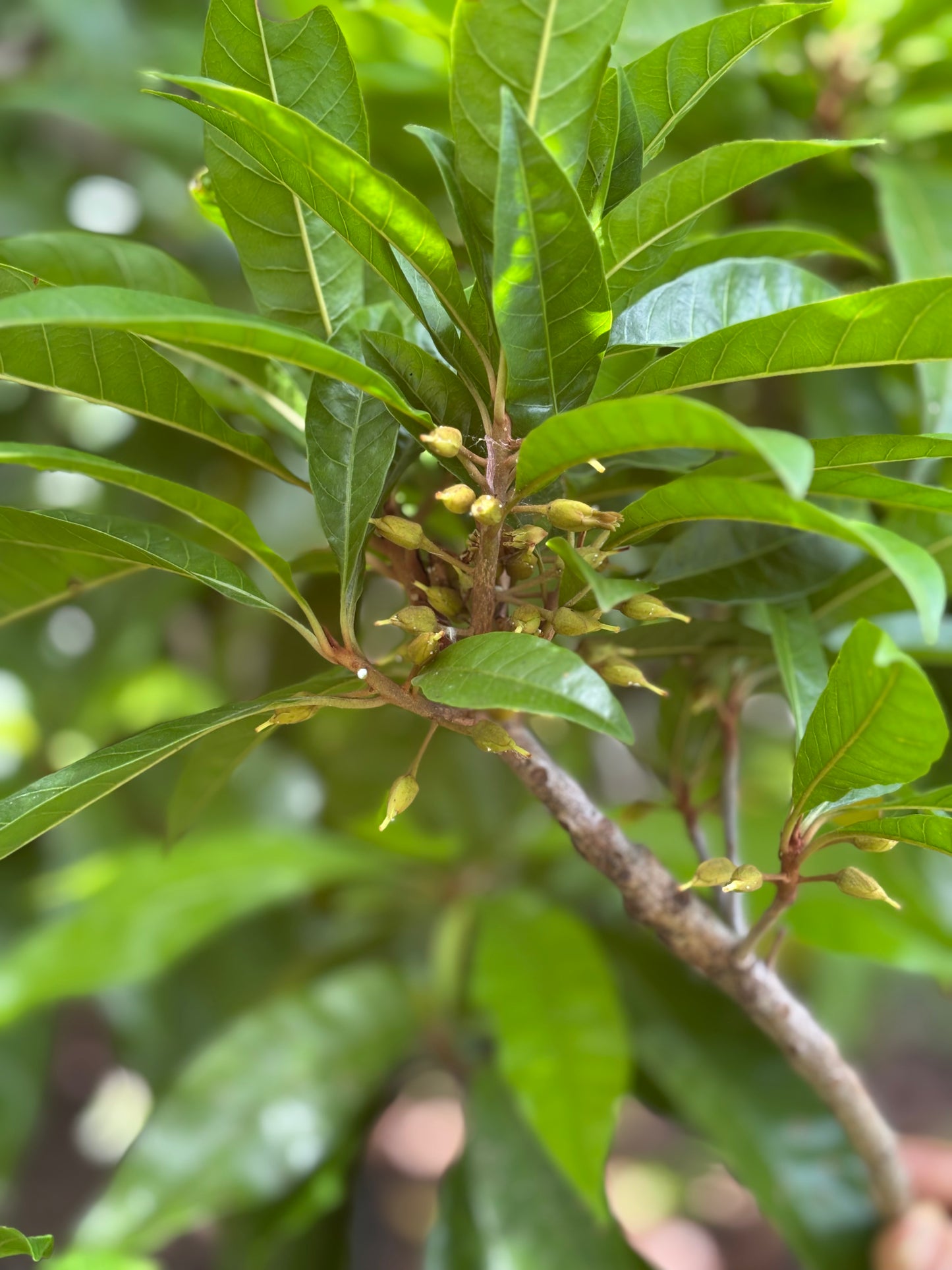 Ross sapote - Canistel