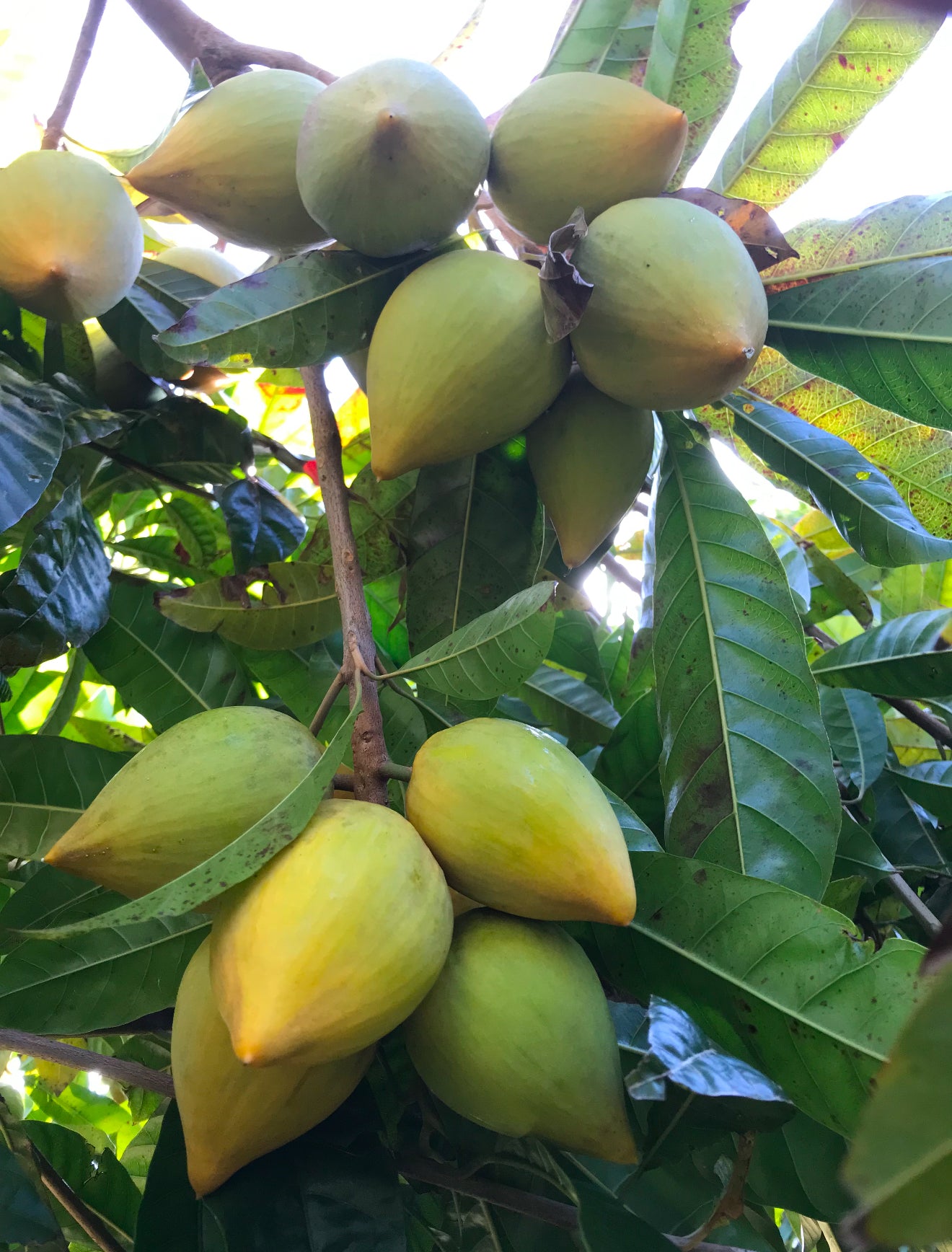 Ross sapote - Canistel