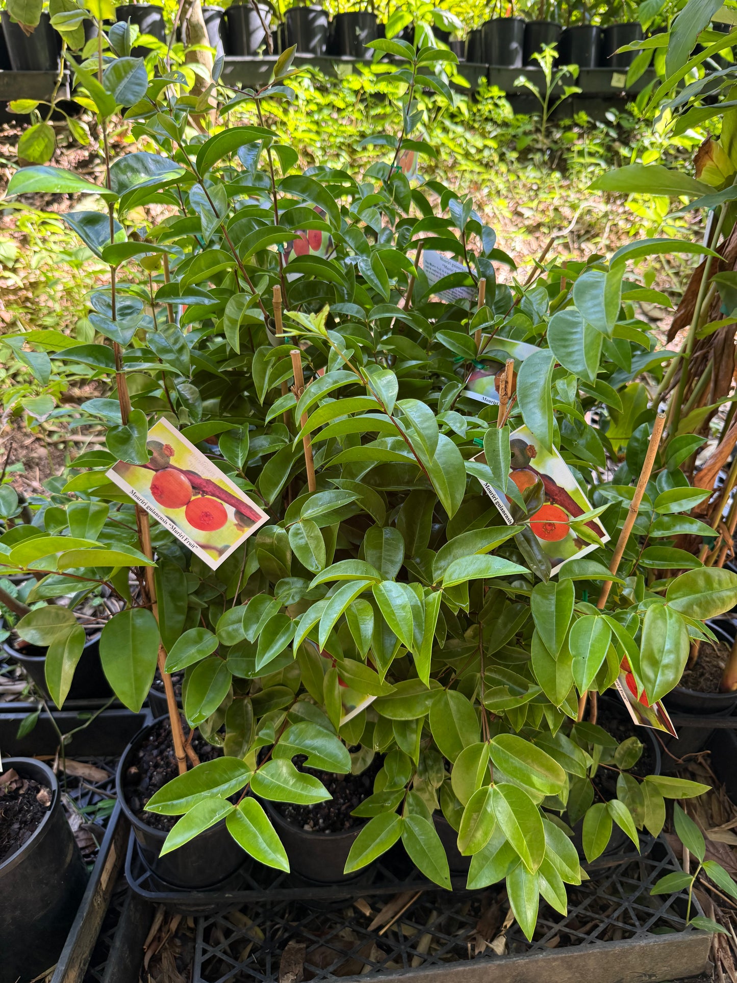 Muriri Fruit  (Mouriri guianensis )