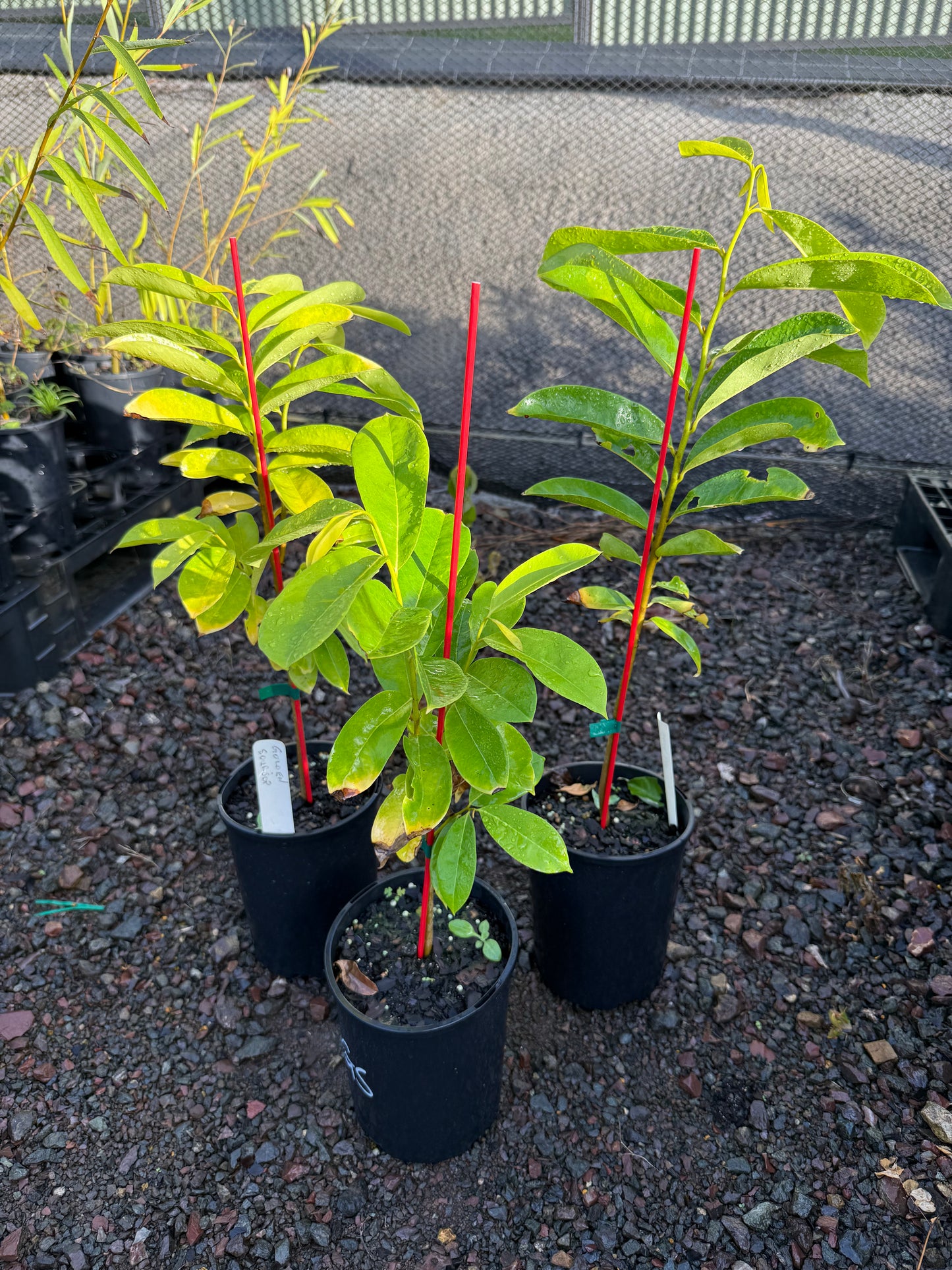 Soursop Golden - 140mm