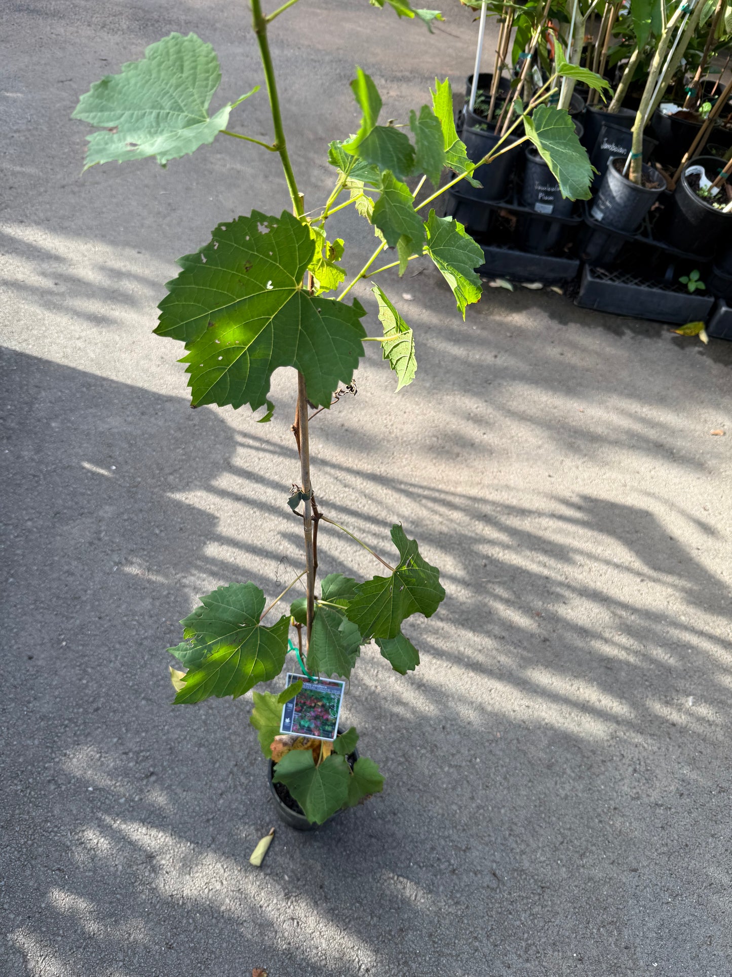 Grape - Ornamental 140mm QLD ONLY