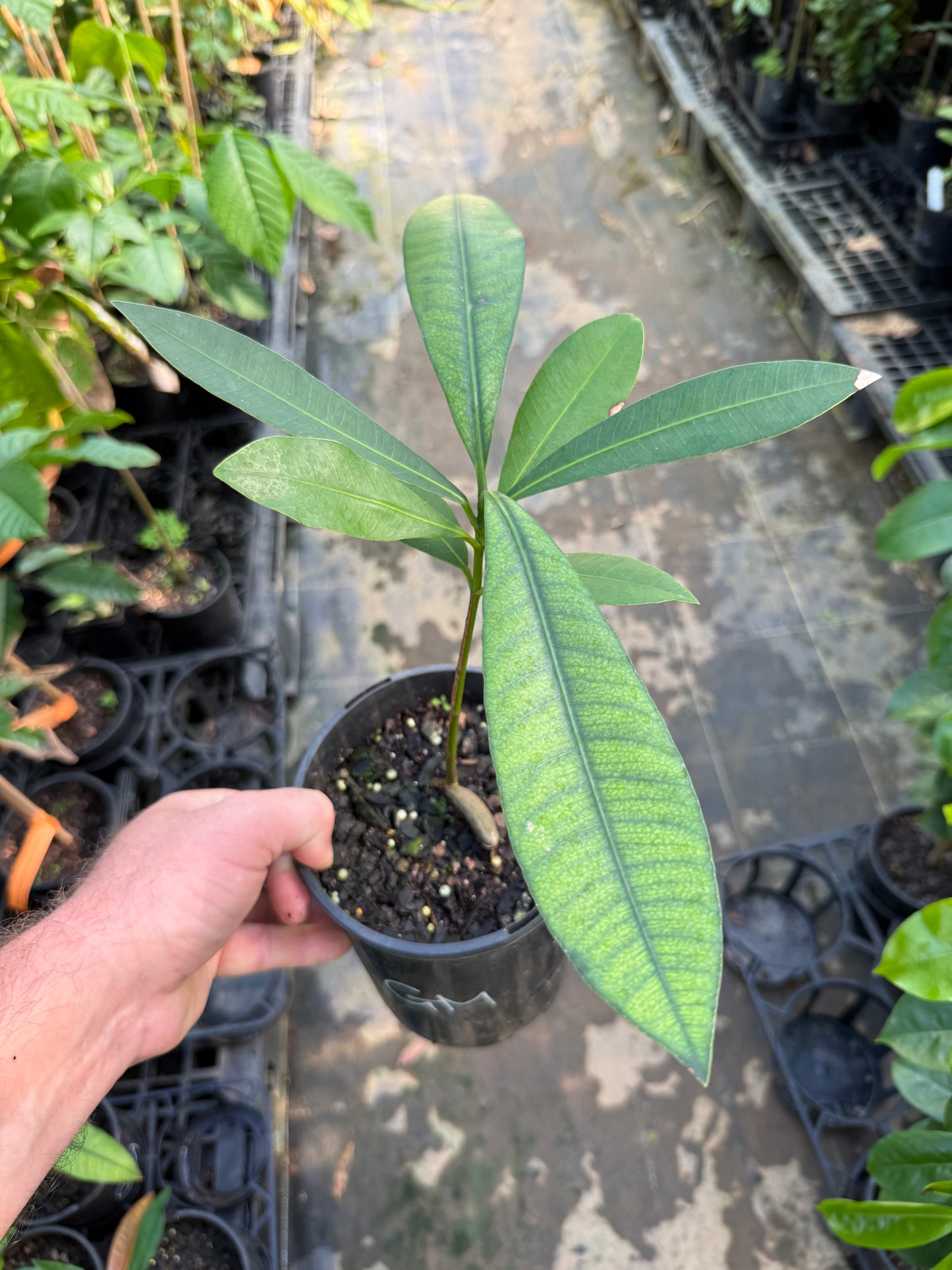 Garcinia Macrophylla