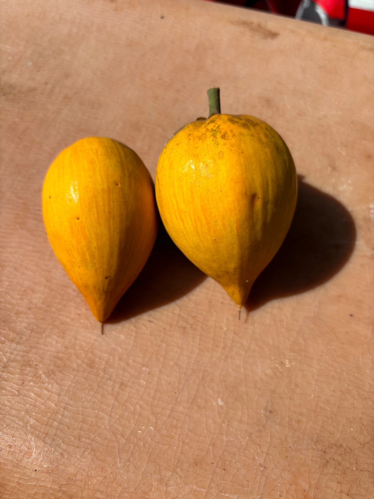 Ross sapote - Canistel