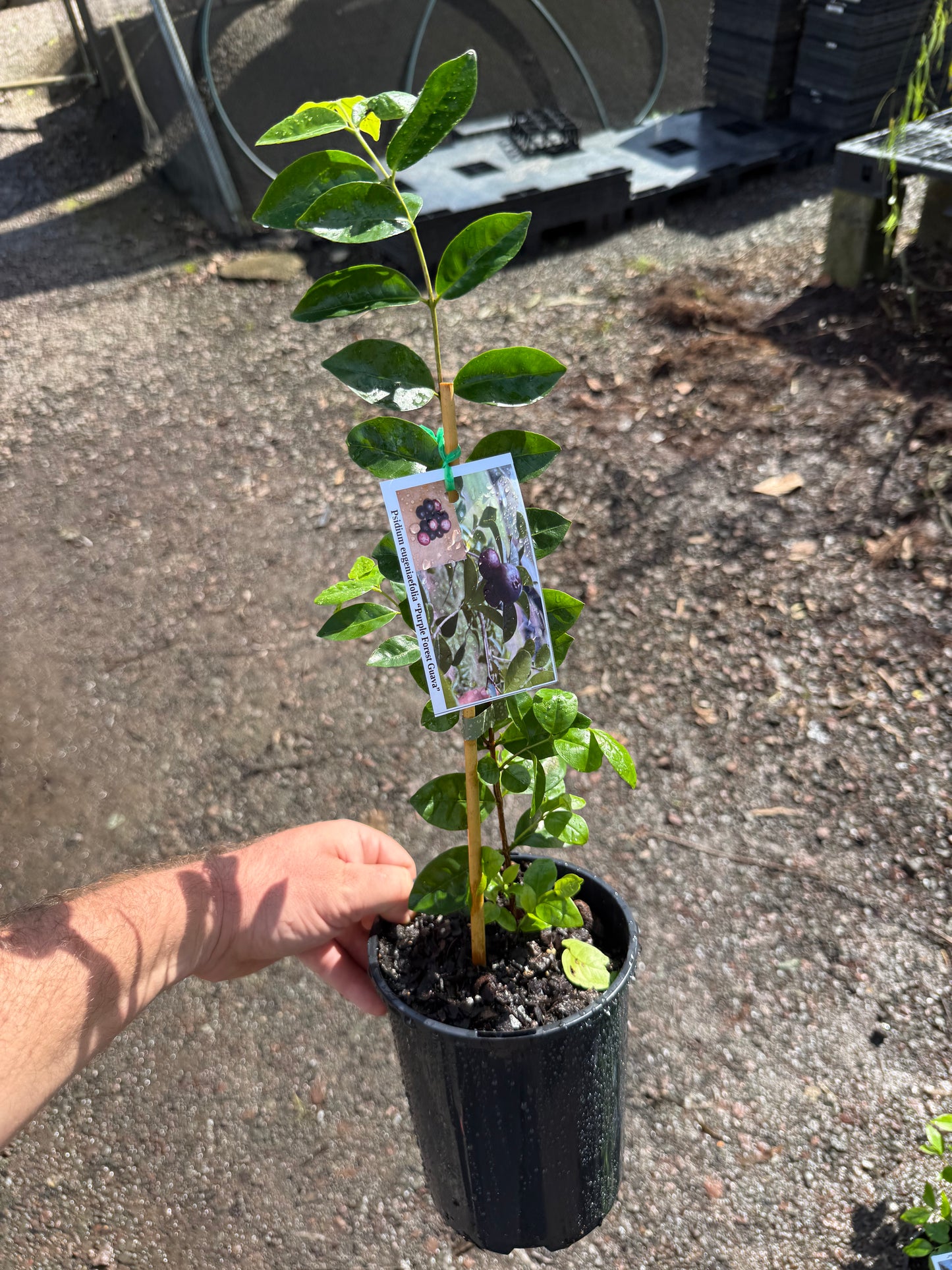 Purple Rainforest Guava Psidium eugeniaefolia