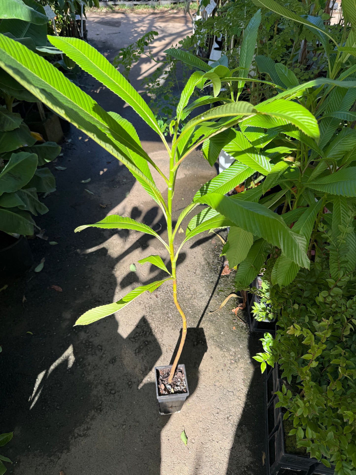 Elephant Apple - 90mm