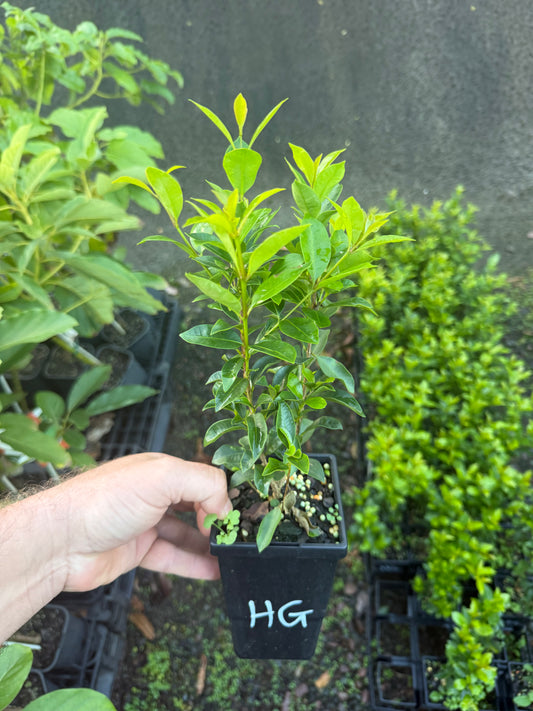 Hinterland Gold Lilly Pilly - Syzygium australe 90mm