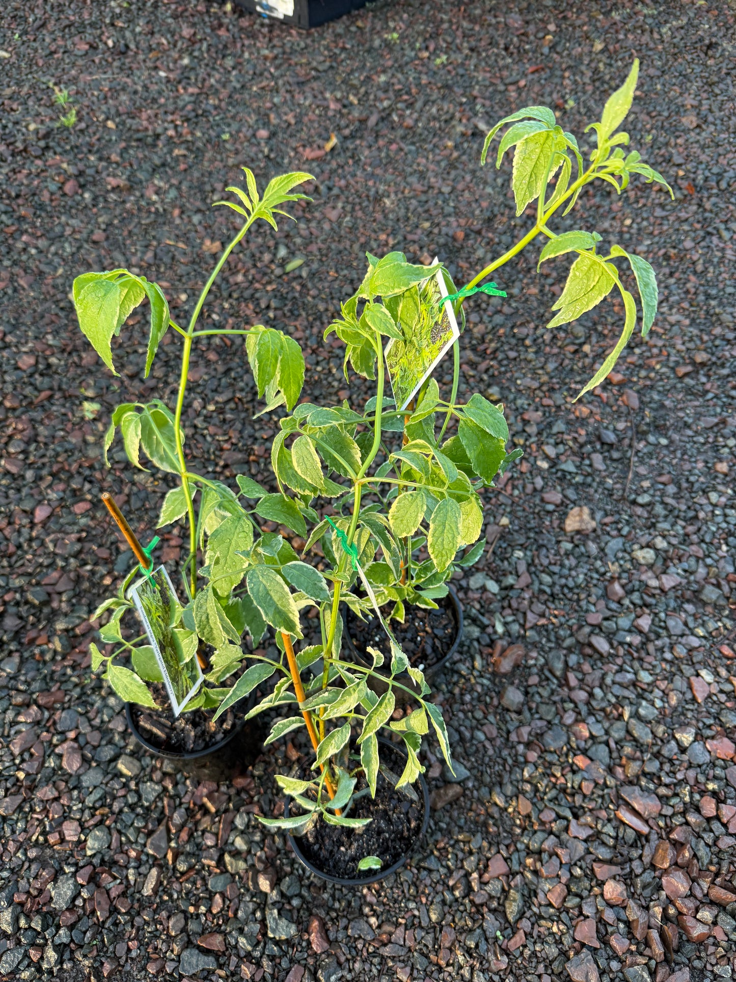 Elderberry - Variegated 140mm