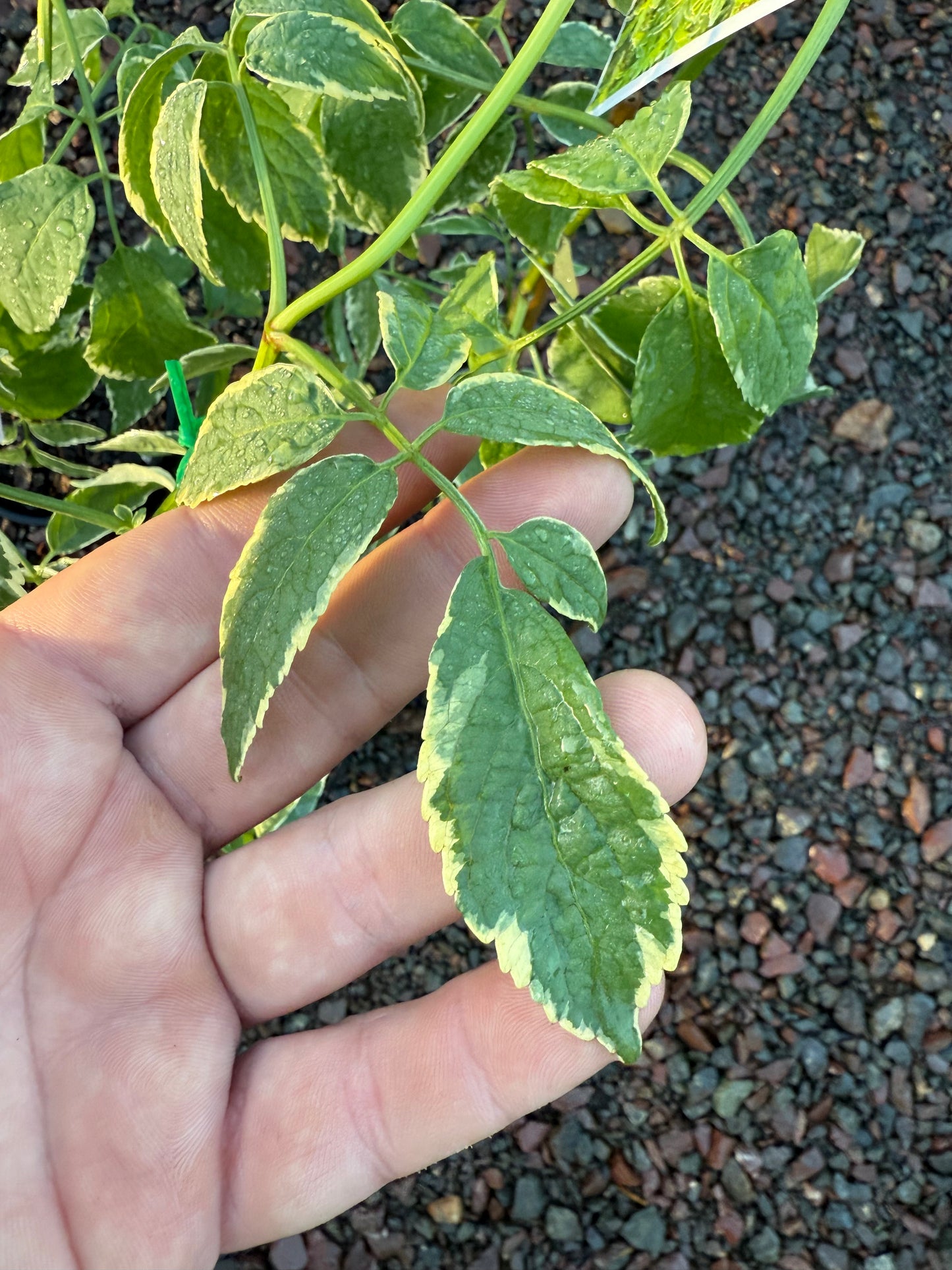 Elderberry - Variegated 140mm