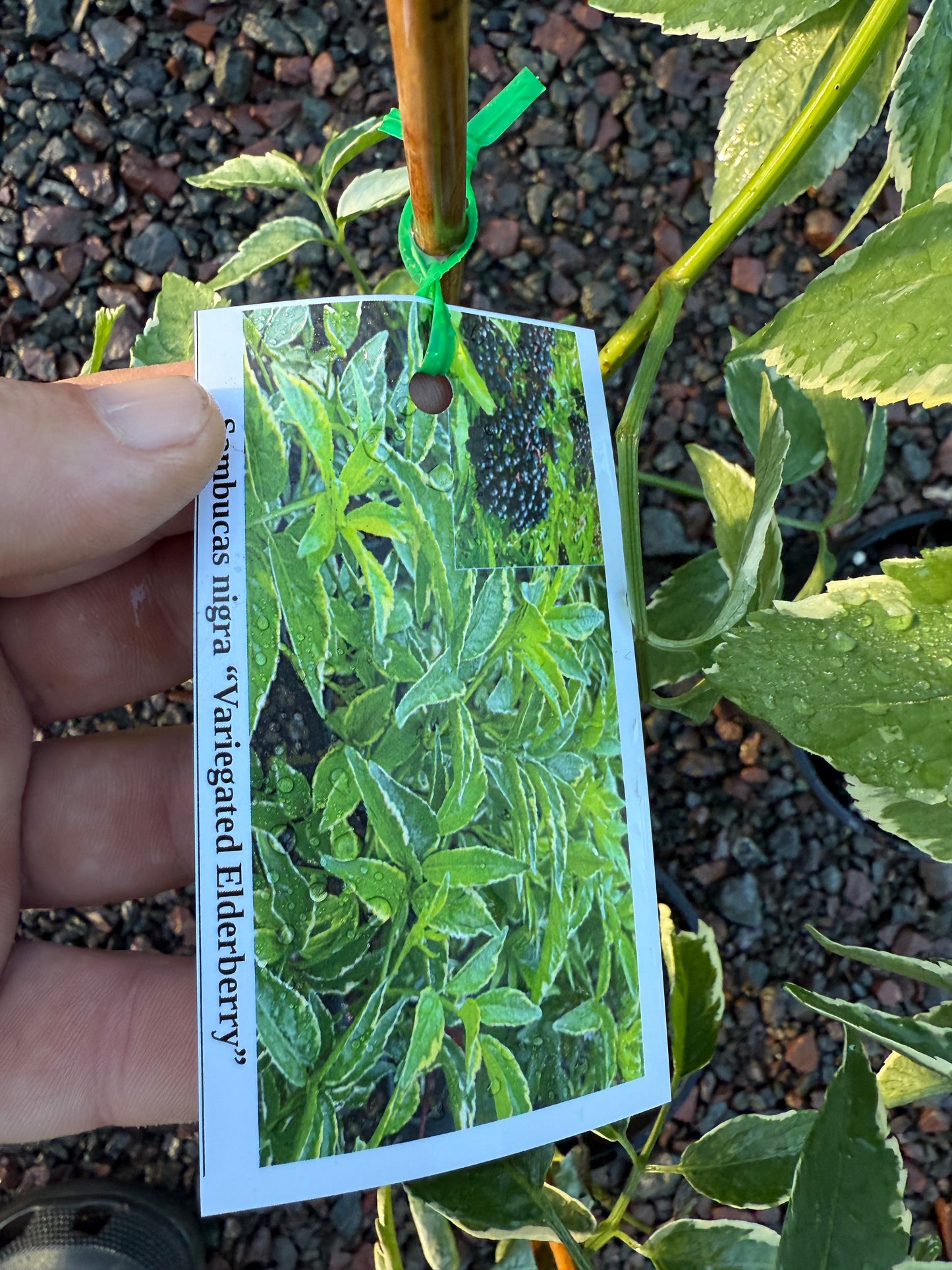 Elderberry - Variegated 140mm