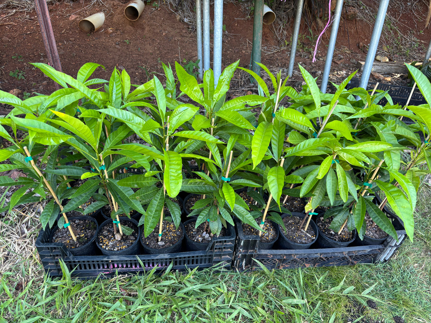 Ross sapote - Canistel