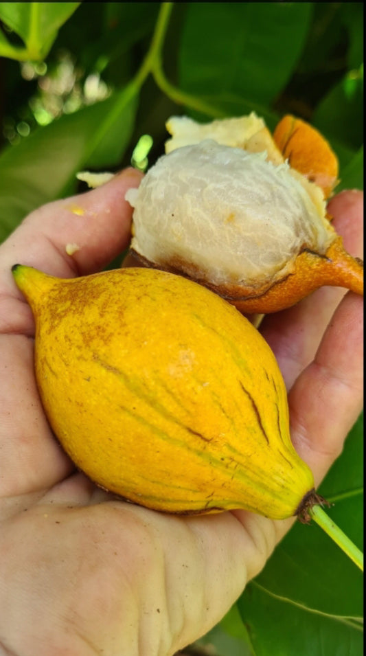 Garcinia Macrophylla