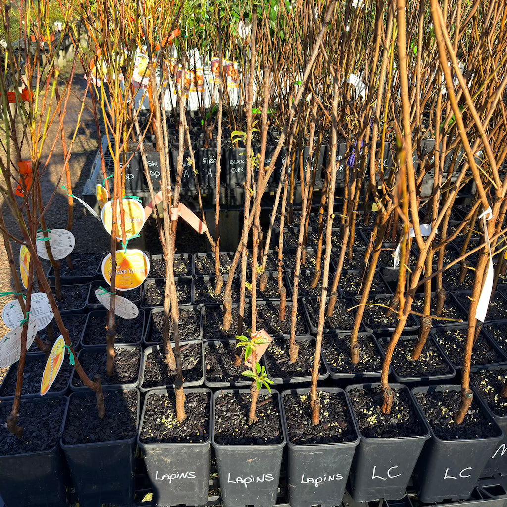 Apricot - Moorpark ( Bare Root Potted )