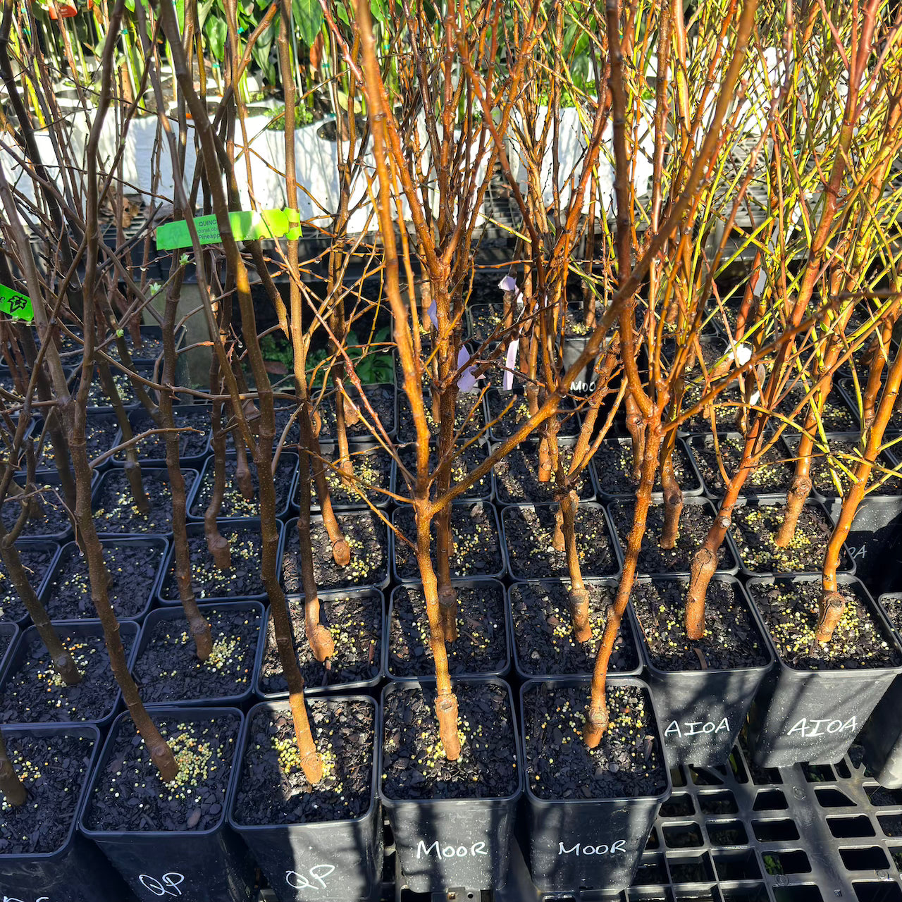 Lapins - Cherry (Bare Root Potted)
