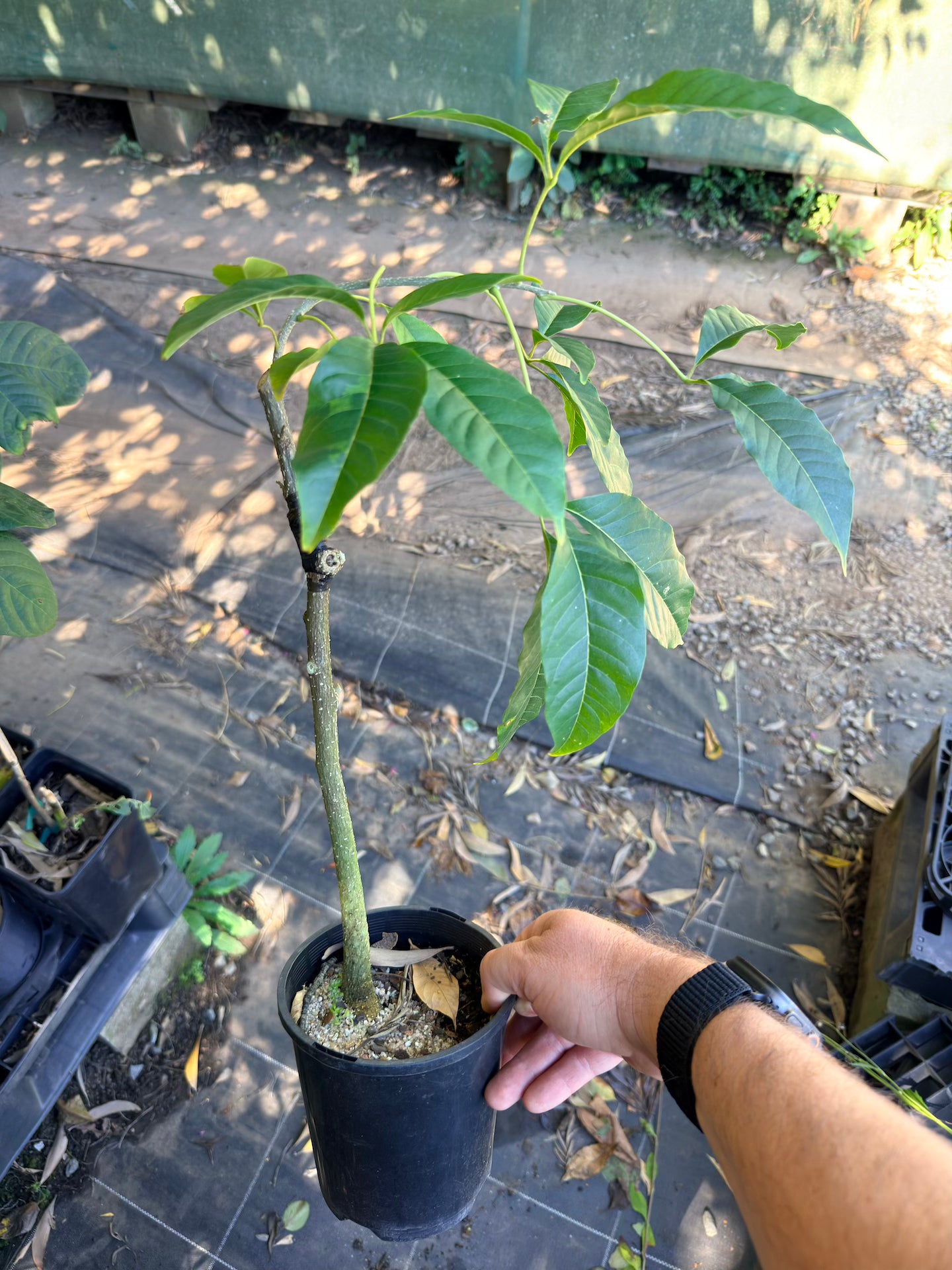 White Sapote - MYSTERY Grafted (Seconds)