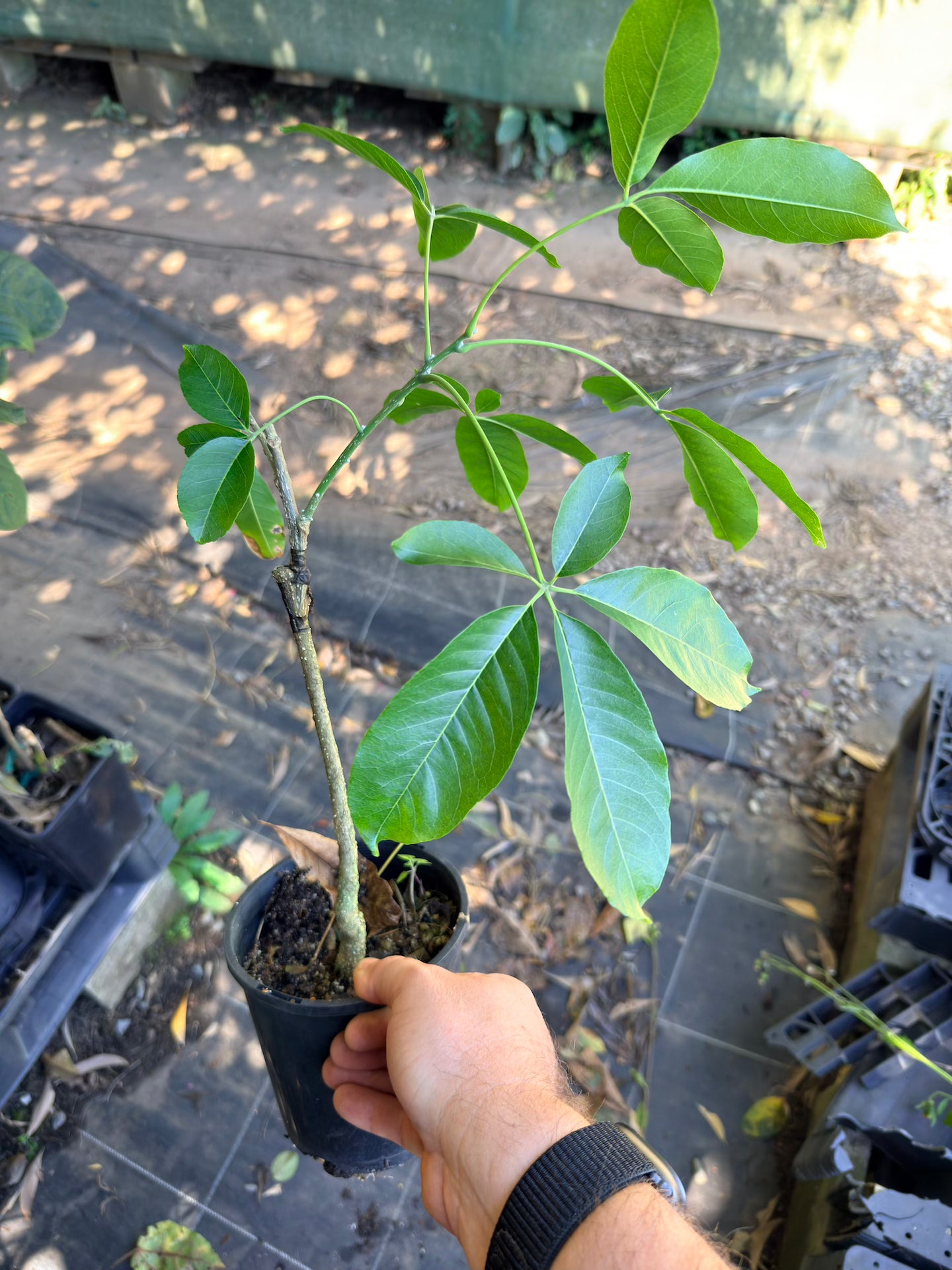 White Sapote - MYSTERY Grafted (Seconds)