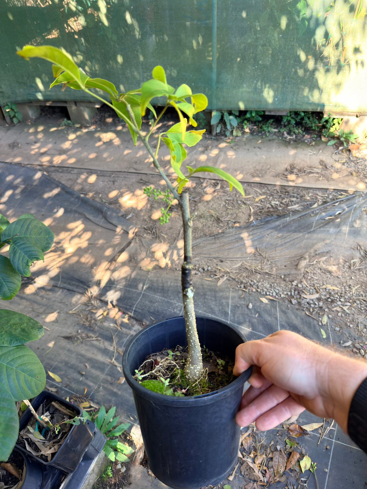 White Sapote - MYSTERY Grafted (Seconds)