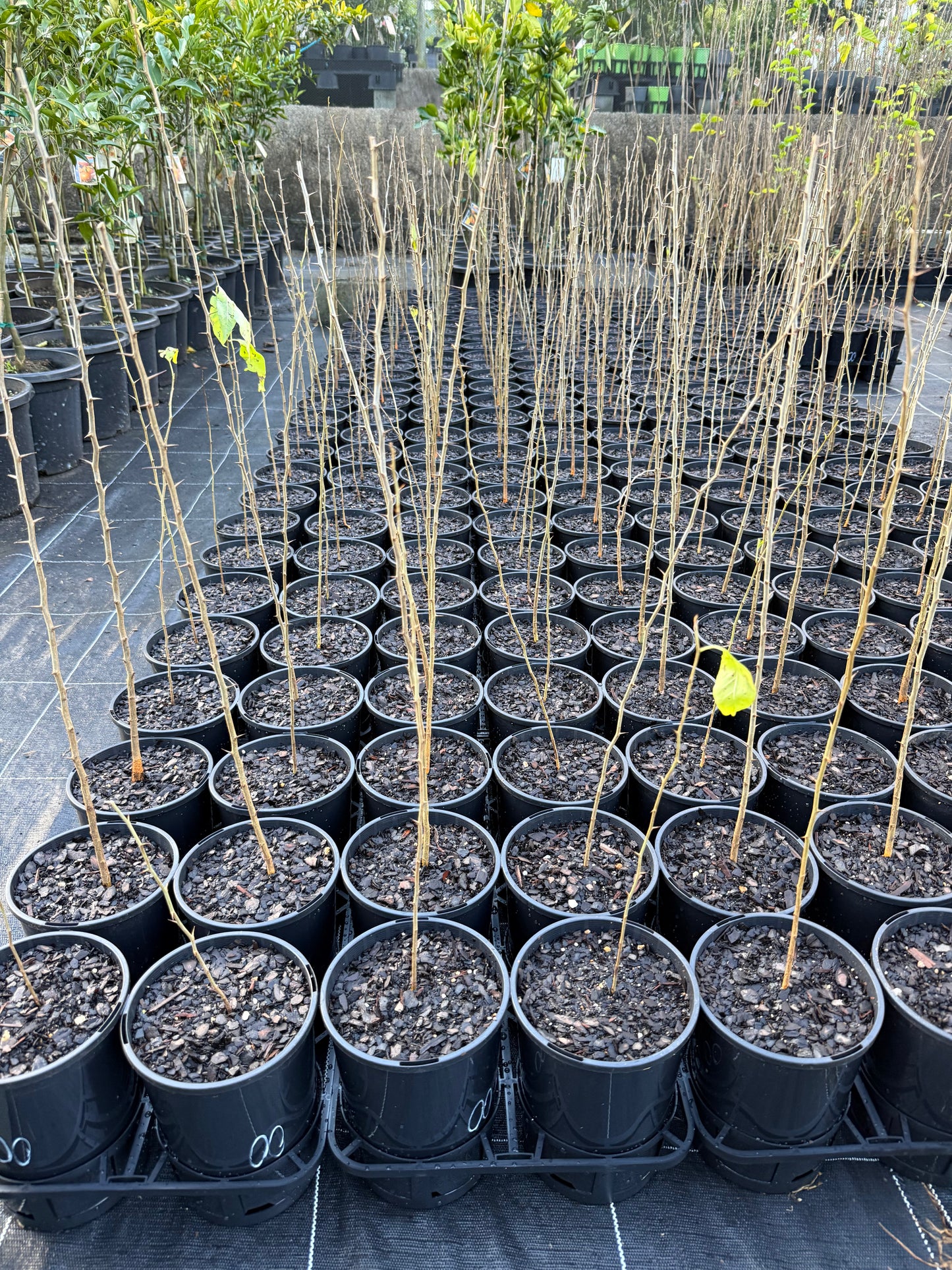 Osage Orange - Maclura pomifera
