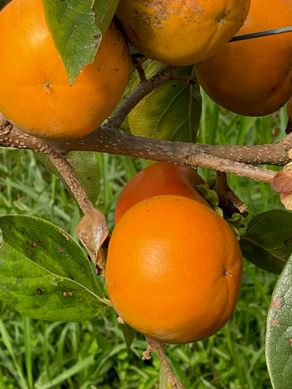 Persimmon Pomelo - Astringent