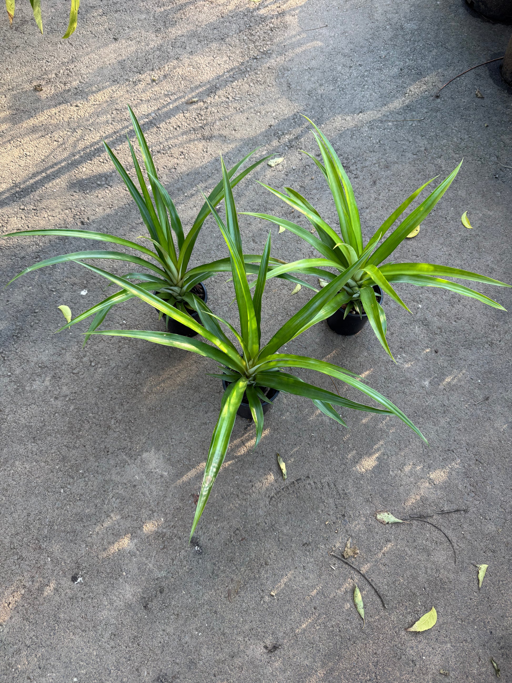 buy pineapple plant melbourne Buy Pineapple Plant