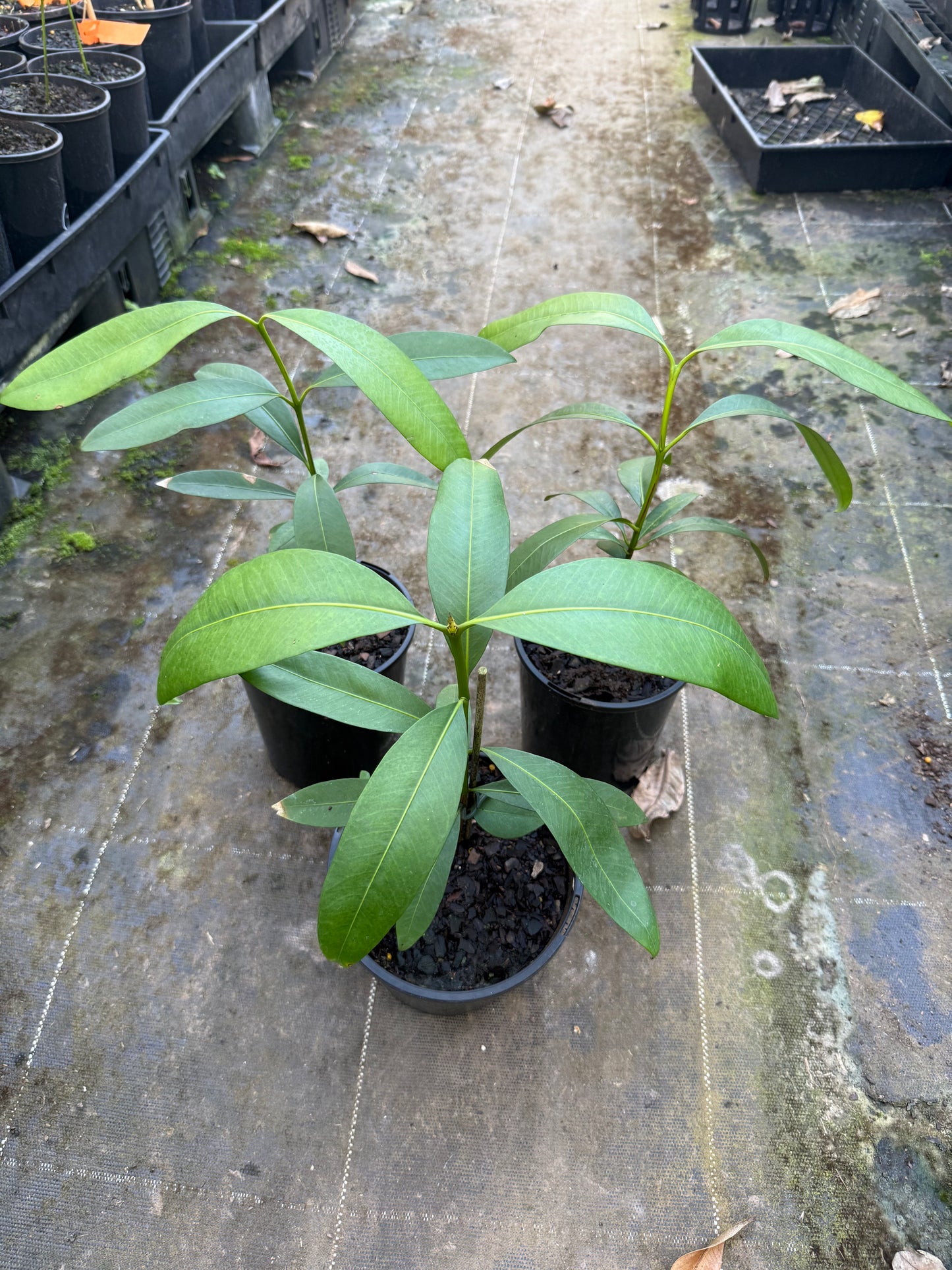 Seashore Mangosteen - Garcinia Hombroniana