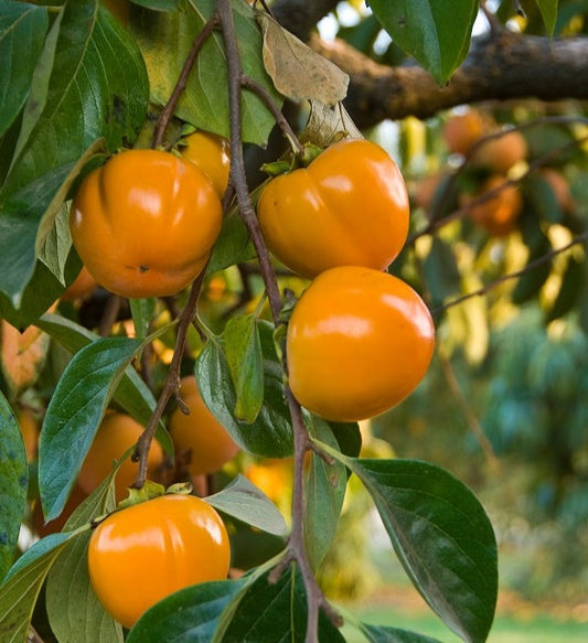 Persimmon Isahaya - Non Astringent