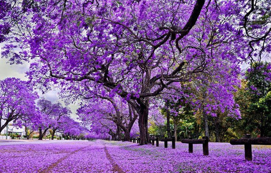 Jacaranda Purple 140mm
