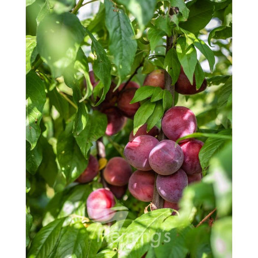 Little Chum Cherry x Plum
