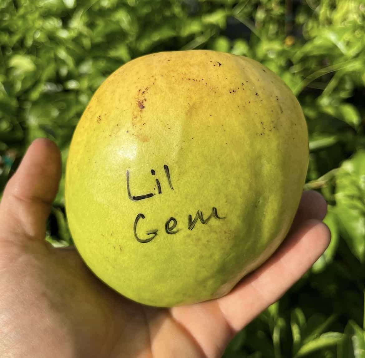 Dwarf Mango - Little Gem