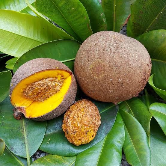 Mammea Americana - Mamey Apple 90mm