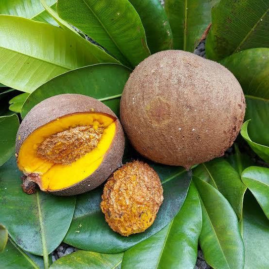 Mammea Americana - Mamey Apple 90mm