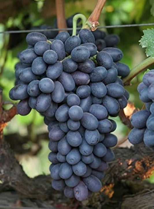 Grape - Marroo Seedless - QLD ONLY (BARE ROOT)