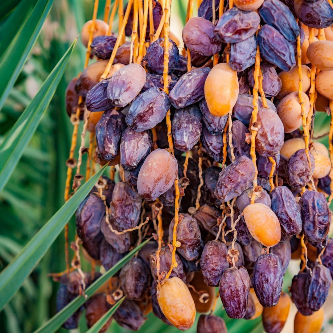 Date Palm - Medjool