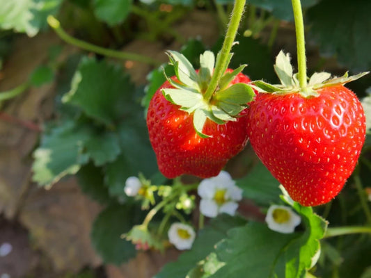 Strawberry - Melba PBR (Bare root)