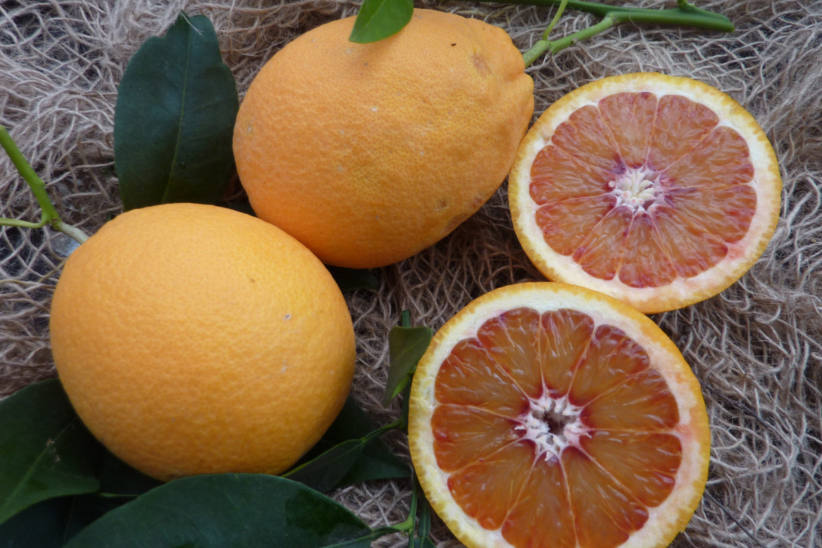Buy Blood Orange Tree - Tarocco Meli (Qld only) – Ross Creek Tropicals