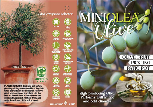 Olive Dwarf - Miniolea