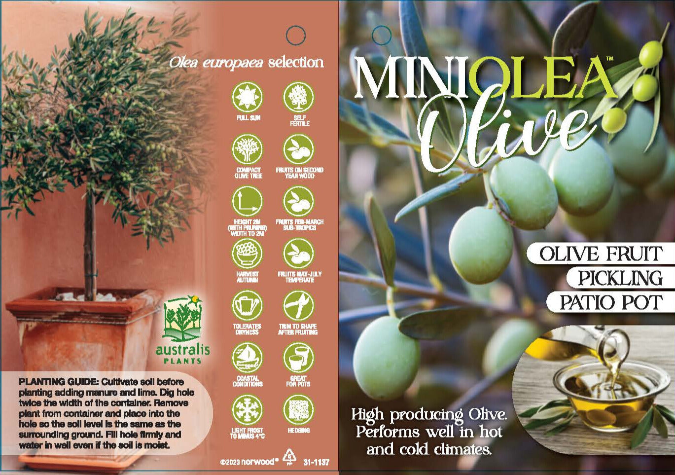 Olive Dwarf - Miniolea