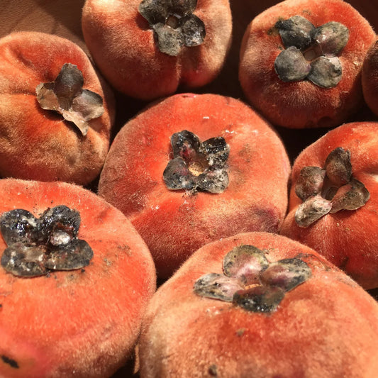 Velvet Apple Diospyros blancoi - Mabolo