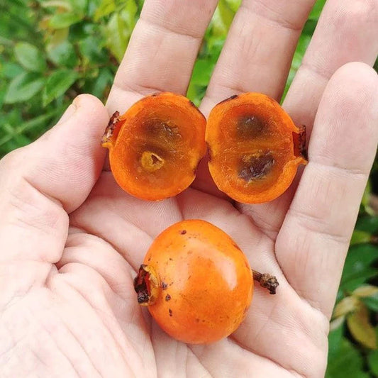 Muriri Fruit  (Mouriri guianensis )