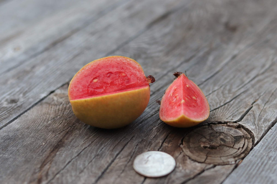 Buy Guava Fruit trees - Delivered to your door! – Ross Creek Tropicals