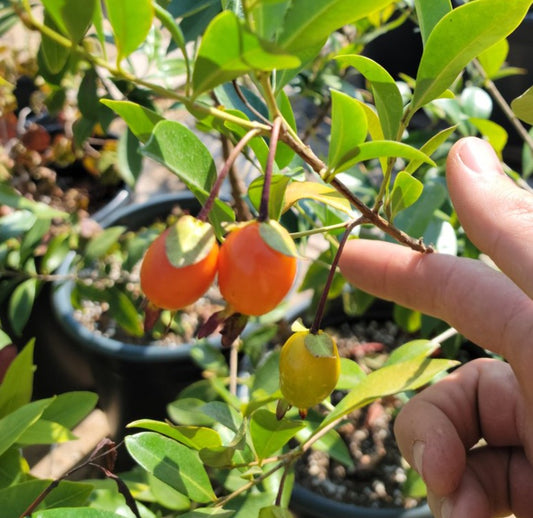 Cherry of the Rio Grande - Apricot 5l