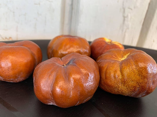 Jujube - Porterville Large