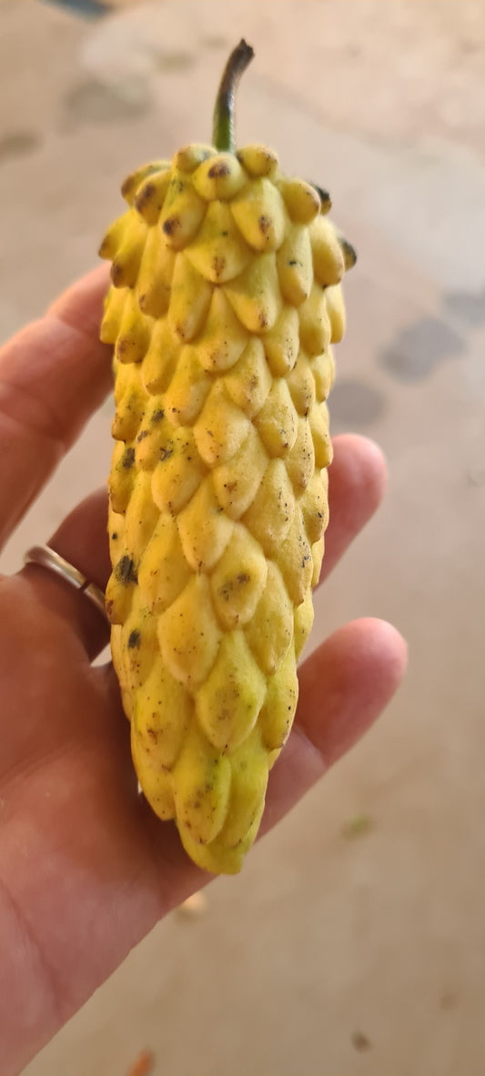 Annona Conica